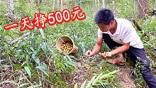老板大量收购这种果子，老奶奶一天靠捡它挣500元，你那里有吗？