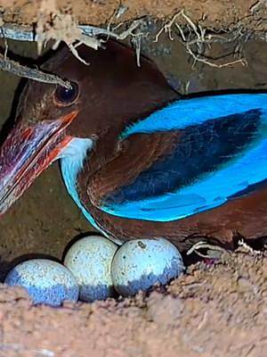 这种颜色艳丽的鸟和翠鸟非常相似，它们已经产下了三枚卵，我们期待着幼鸟出壳#动物鸟世界 #野生鸟类育雏