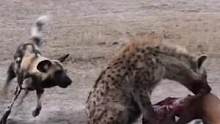 鬣狗对战野狗#动物世界 #野生动物零距离 #神奇动物在抖音 #精彩片段 