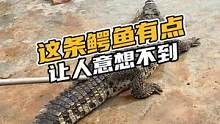 这条鳄鱼有点让人意想不到#鳄珍