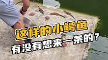 这样的小鳄鱼有没有想来一条的？#鳄珍