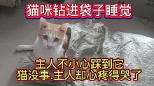 猫咪钻进袋子睡觉，主人不小心踩到它，猫没事，主人却心疼得哭了