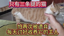 只有三条腿的猫，怕再次被遗弃，每天讨好收养它的主人