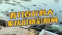 看几百斤的大家伙们精彩瞬间#鳄珍 