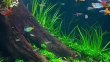 漂亮阴性草树桩造景鱼缸#草缸造景 #水草造景 #南美缸 #南美缸造景 #草缸