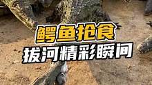 鳄鱼老弟抢食拔河精彩瞬间#鳄珍