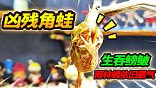 角蛙之王勇敢吞鳑鲏鱼，黑甲雨林蝎霸气依旧！