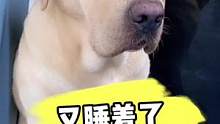 #拉布拉多 #狗狗 #金毛 #921好物节