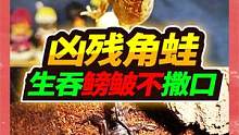 角蛙之王勇敢吞鳑鲏鱼，黑甲雨林蝎霸气依旧，迷你鹦鹉竟然产卵了 #奇妙的动物 #角蛙 #雨林蝎