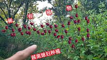 越南媳妇在江西农村种稀有植物，果实像玫瑰，一株能赚200元