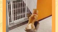 狗：你看你胖的......#皮这一下有几分 #萌宠 #可爱 #猫和狗 