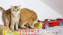 主人急病躺三天，刚能动就去看爱猫，三天没吃肉胖猫夫妻狼吞虎咽