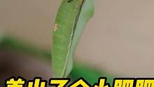 #好样说虫子 白带螯蛱蝶变成了个小肥肥！