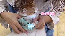 八斤的猫猫，九斤的反骨(•̀へ•́╮)