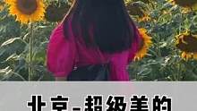 终于在北京找到了这片超美的向日葵花海，敢快去玩吧#国庆超会玩指南 #旅行大玩家 #心动微旅行 #搜索