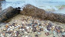 大浪冲了很多蛤蜊上岸，这个地方一般没有人知道，阿聪捡了半桶