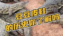 豆豆皮鞋的历史你真的了解吗？#鳄珍 