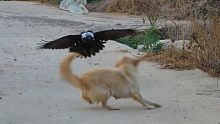 没想到有一天竟然会被一只鸟保护，鸦科大佬走到哪都能和狗打起来