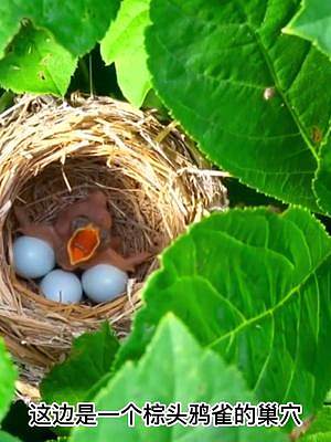 棕头鸦雀的第一只幼崽做出了怪异的举动，它正试图顶出鸟卵#动物趣闻 #动物鸟世界 #野生鸟类育雏 #野