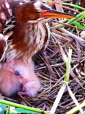 我们发现了一个栗苇鳽巢穴，有几只刚刚出生两天的幼崽，好可爱的样子#栗苇鳽育雏#动物鸟世界#野生鸟类育