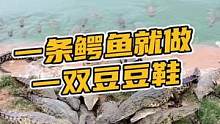 一条鳄鱼就做一双豆豆鞋#鳄珍