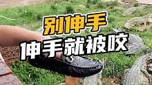 千万别伸手伸手就被咬#鳄珍 