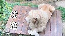 白狮“王子”：休息也要保持优雅！