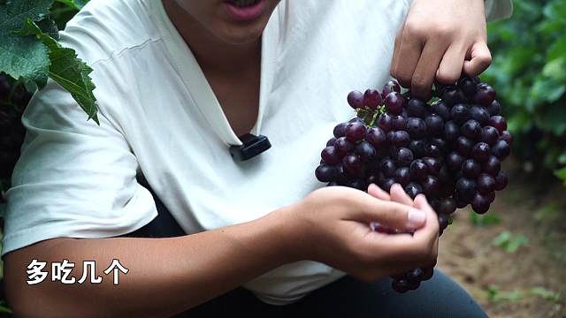 70岁老农手把手教你种葡萄！