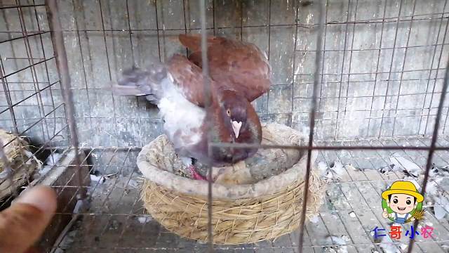 发现一对小鸽子出壳了，竟然是大体落地王，成年会长2斤吗？