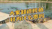大家知道鳄鱼鞋为什么贵吗？#鳄珍