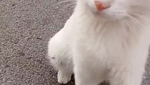 猫：我就出来溜达溜达