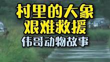 人类该如果面对7吨重的大象，闯入村庄的大象能顺利救援吗？#万物皆有灵性 #萌宠 #大象 #敬畏自然