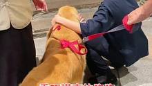 狗狗乖巧懂事，去到哪里都受欢迎。