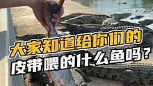 大家知道给你们的皮带喂的是什么鱼吗#鳄珍