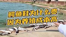 鳄鱼豆豆鞋为什么贵，就是因为养殖成本太高了#鳄珍 #921好物节