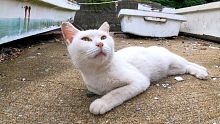 漁港で舟の下にいた白猫ちゃんがモフられに出てきた