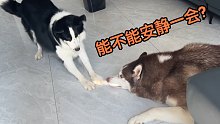 哈士奇：这就是边牧吗？怎么比我还傻！
