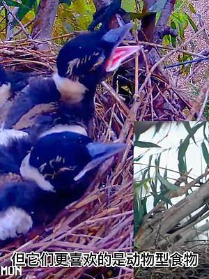 黑背钟鹊也叫澳洲喜鹊，它们在这里搭建了巢穴，并养育着三只幼崽（固定相机录制，持续更新中）#黑背钟鹊 