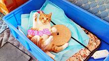 捡来的小橘猫天不怕地不怕，主人拿出镇猫飞行器，它立马变怂
