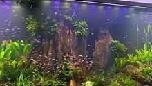10000条宝莲灯，4米南美缸亚马逊风格造景#玻璃缸中的大自然 #南美缸造景 #南美缸 #水草缸 #