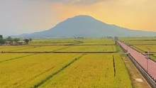 实拍漳州水仙花海稻田，秋天里的稻田，有种儿时的味道！#旅行大玩家 #稻田风光 #丰收节#厦门户外#福