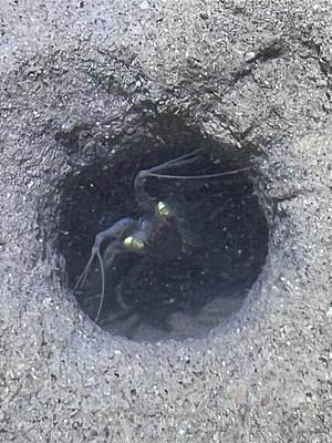 大齐赶海，发现洞口有一只大皮皮虾探头探脑，眼睛和豆子一样 #乡村守护人  #全民赶海节 