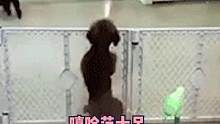 #小狗 #萌宠 万万没想到是只会跳舞的小狗 
