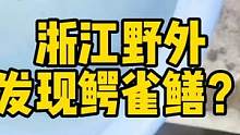 浙江野外发现鳄雀鳝幼体 #鳄雀鳝 #夏日科普星探企划