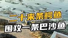 二十来条鳄鱼围攻一条巴沙鱼#鳄珍