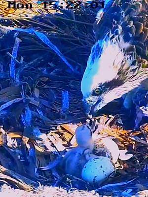 鹰妈正在给刚出生不久的小鱼鹰喂食，鹰爸在一旁看着，眼中充满了怜爱（固定相机录制，持续更新中）#鱼鹰育