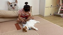 养只猫吧能哄孩子那种