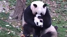 不管多大在妈妈眼里都是个宝宝，熊猫