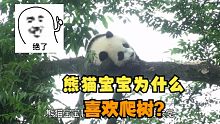 熊猫宝宝为什么喜欢爬树？