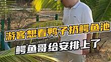 现场游客想看鸭子扔鳄鱼池鳄鱼哥给安排上#鳄珍